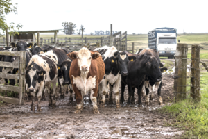 Cattle gathered across the entrance of a working farm, symbolically halting normal livestock activity.