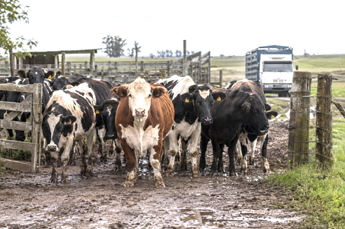 Cattle gathered across the entrance of a working farm, symbolically halting normal livestock activity.