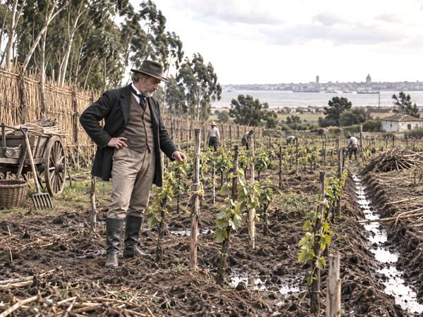 Late-19th-century vineyard near Montevideo with replanted vines, drainage channels and windbreaks reflecting agricultural experimentation in Uruguay.